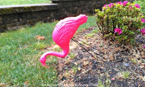 Pink Flamingo