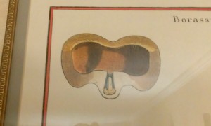 Uterine Art