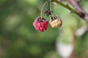 How to Pick Berries with a 3-Year-Old by @letmestart | Or, As if I Needed Another Reason to Hate Max and Ruby | parenting humor | funny lists | farm with kids